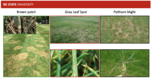 Cover photo for Gray Leaf Spot Development in Tall Fescue